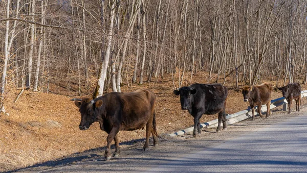 İnekler yolda yürüyor.