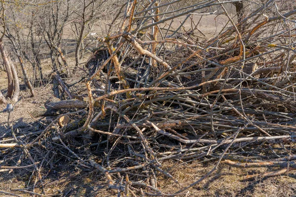 Düşmüş ve terk edilmiş ağaç dalları ve gövdeleri