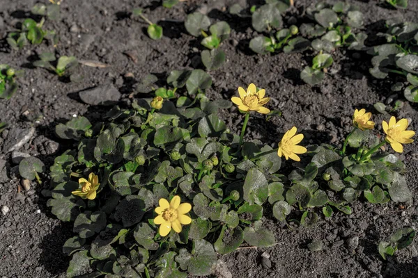 Rovar Egy Sárga Virág Növény — Stock Fotó