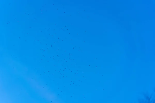 Myggor Flyger Genom Himlen — Stockfoto