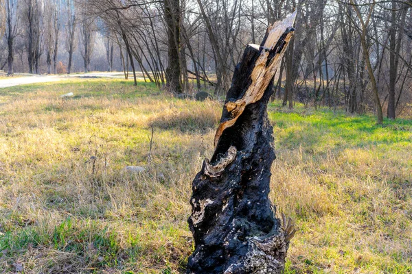 Burnt and felled tree in the ground