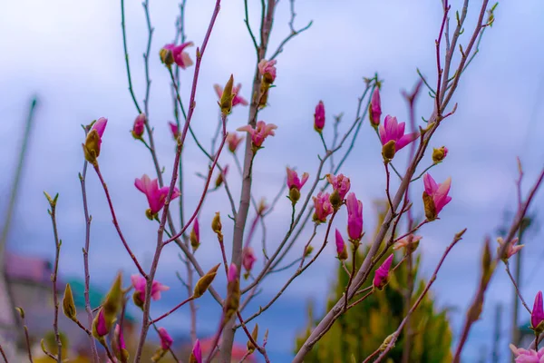 Flores Cor Rosa Florescendo Uma Árvore — Fotografia de Stock