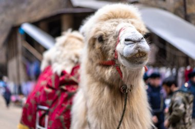 Deve insanlarla arka planda.