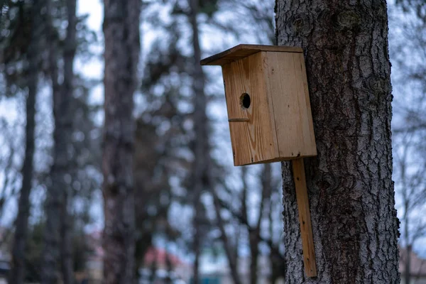 Vogelhuisje Gemonteerd Een Boom — Stockfoto