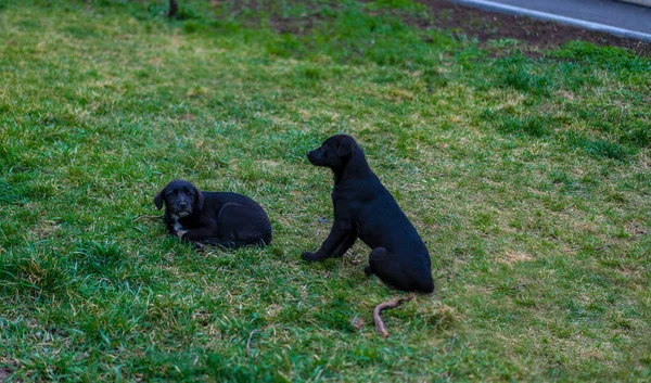 Yeşil Çimenli Evsiz Köpekler — Stok fotoğraf