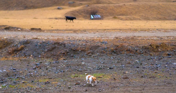 Jack Russell Terrier goes hunting — Stock Image Jack Russell Terrier Goes Hunting Royalty Free Stock Images