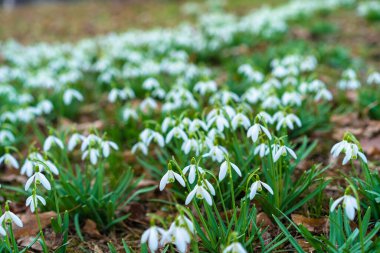İlk büyüyen bahar çiçekleri