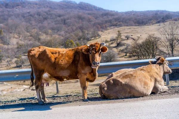 Две Коровы Лежат Обочине Дороги — стоковое фото