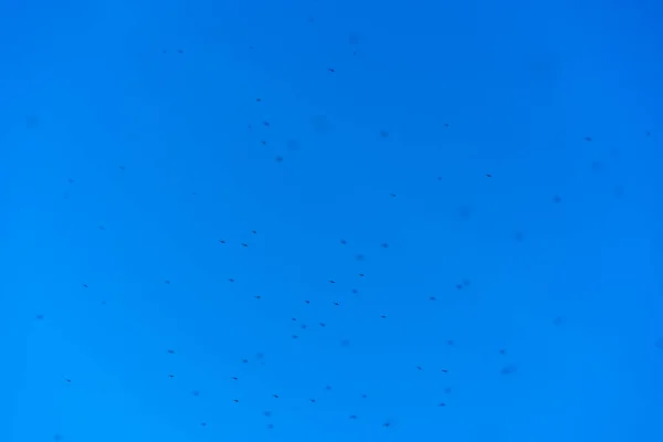 Een Zwerm Muggen Lucht — Stockfoto