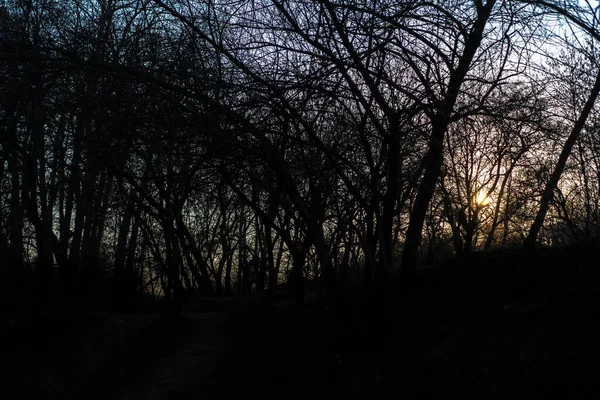 Sonnenuntergang Hinter Den Bäumen Wald — Stockfoto