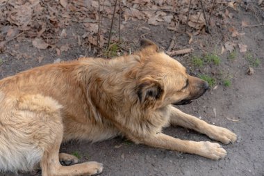 Başıboş kızıl saçlı bir köpek yerde yatıyor.