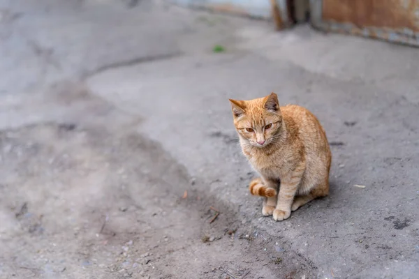 Chat Rouge Sans Abri Est Assis Dans Rue — Photo