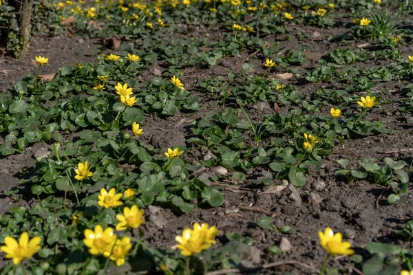 Primi Fiori Gialli Primavera — Foto Stock