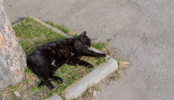 Chat Sans Abri Dormant Dans Rue — Photo