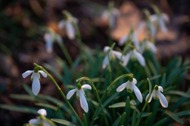 İlkbaharın başlarında büyüyen kar damlaları