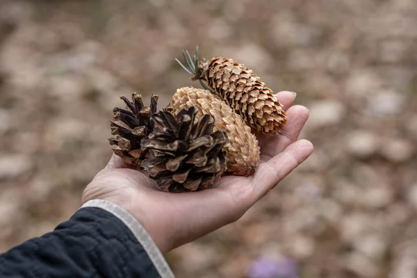 Hands Hold Cones Fir Trees Different Shapes — Stock Photo, Image