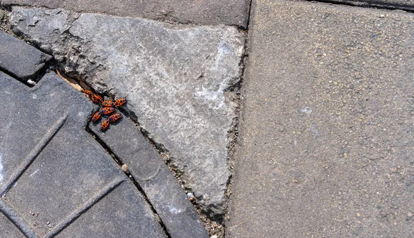 Pyrrhocoris Apterus Sezon Wiosenny Godowy — Zdjęcie stockowe