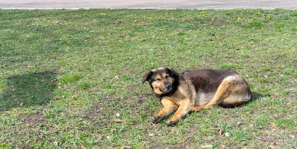 Hemlös Hund Ligger Gräset Solen — Stockfoto