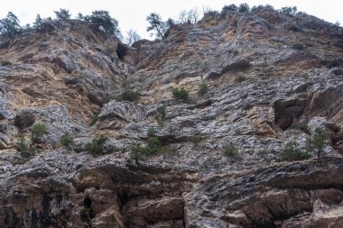 Üzerinde ağaçlar büyüyen bir kaya.