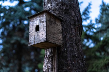 Ağaçtaki kuşlar için kuş yuvası