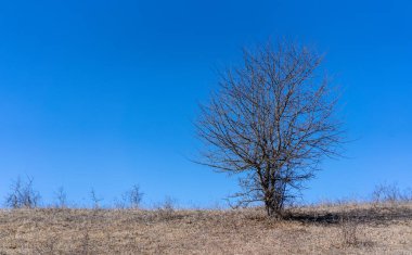 Gökyüzüne karşı küçük çıplak ağaç