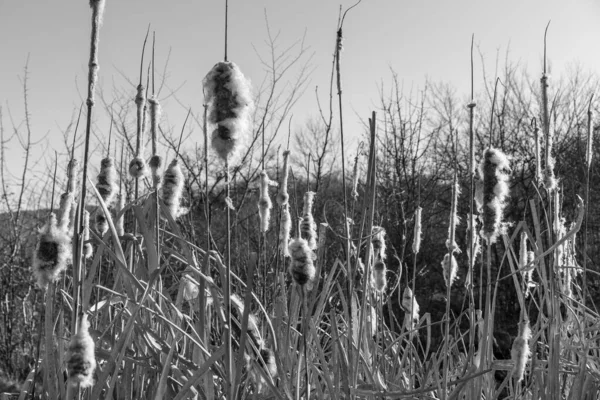 Bulrushes Début Année — Photo