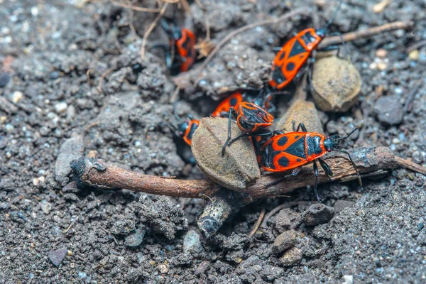 Pyrrhocoris Apterus Spring Mating Season — Stock Photo, Image