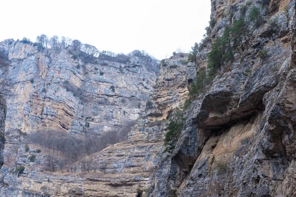 Berge Auf Denen Bäume Wachsen — Stockfoto