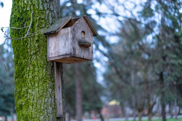 Gebroken Vogelhuisje Gemonteerd Een Boom — Stockfoto