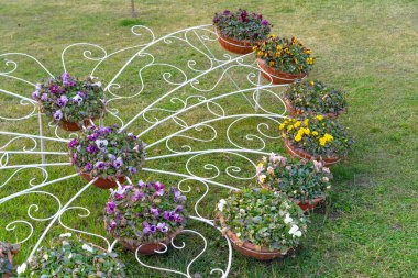 Sokakta saksı çiçekleri