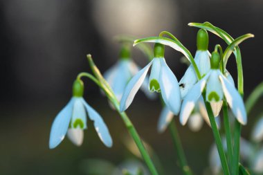 İlkbaharın başlarında büyüyen kar damlaları