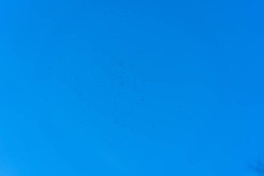 Gökyüzünde uçan sivrisinek sürüsü