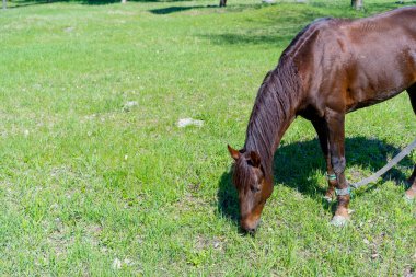 At çayırda ot yiyor.