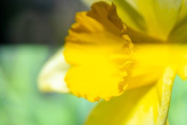 Sarı Narcissus Çiçek Makro Fotoğraf