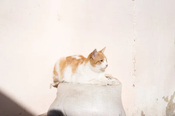 Gato Aquece Sol — Fotografia de Stock