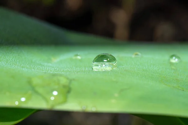 Makroaufnahme Eines Wassertropfens Auf Einem Pflanzenstamm — Stockfoto