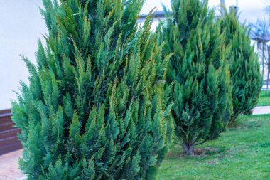 Thuja dekoratif ağaçları bir açıklıkta yetişiyor.