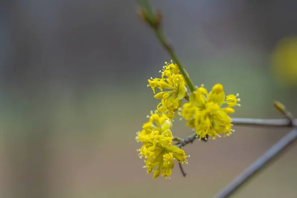 木の上の黄色の最初の花 — ストック写真