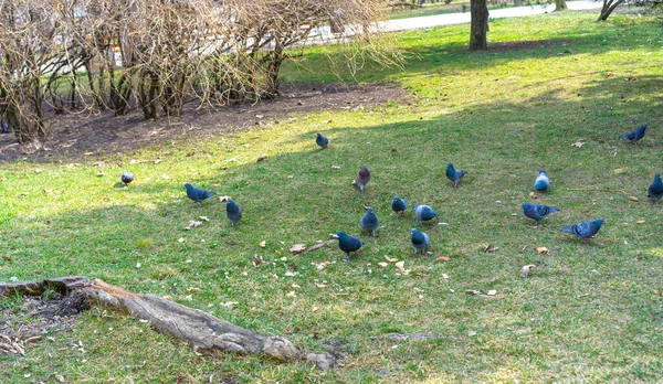 Güvercinler Parkta Ekmek Yerler — Stok fotoğraf