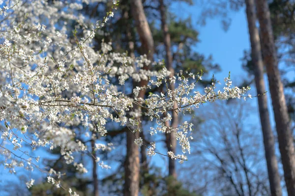 Albero Fiorito Con Petali Bianchi — Foto Stock