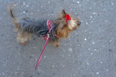 Yorkshire Teriyeri tasmalı bir yürüyüş yapıyor