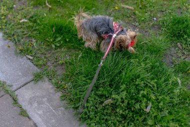 Yorkshire Teriyeri tasmalı bir yürüyüş yapıyor