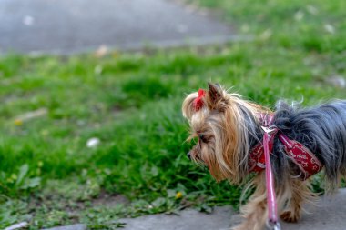 Yorkshire Teriyeri tasmalı bir yürüyüş yapıyor
