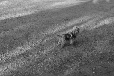 Yorkshire Teriyeri tasmalı bir yürüyüş yapıyor