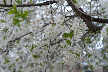 Dalların arka planında çiçek açan kiraz ağacı