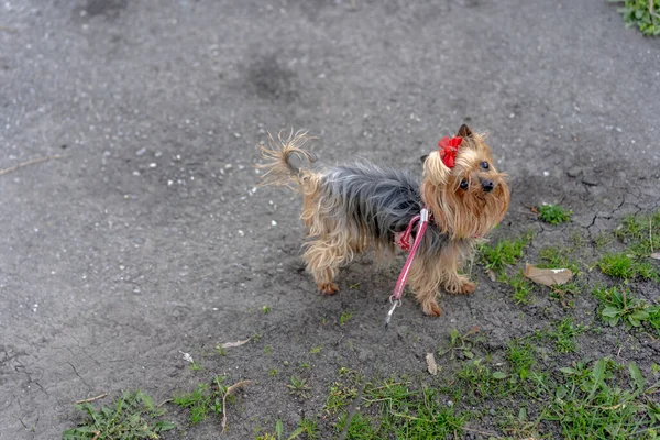 Yorkshire Terrier Μια Βόλτα Λουρί — Φωτογραφία Αρχείου