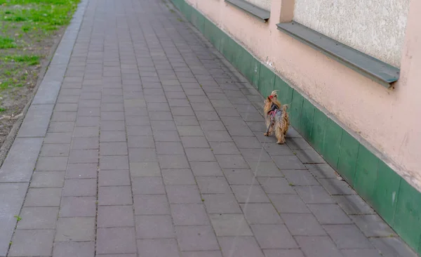 散歩のために綱の上に犬 — ストック写真