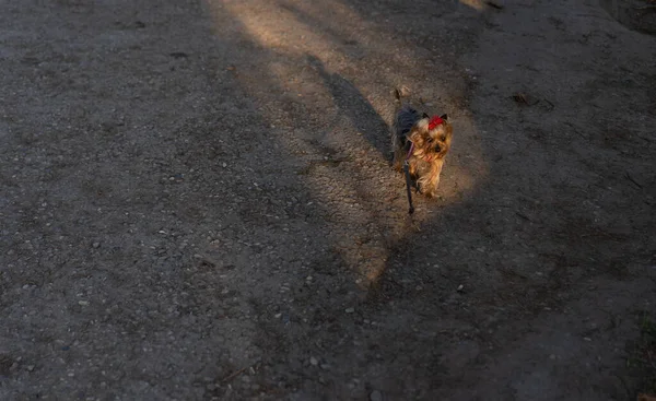 Yorkshire Terrier Spacerze Smyczy — Zdjęcie stockowe