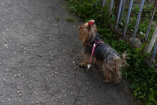 Yorkshire Terrier Μια Βόλτα Λουρί — Φωτογραφία Αρχείου