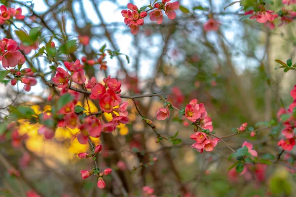 Árvore Florescente Com Flores Rosa — Fotografia de Stock